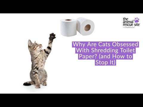 Why Are Cats Obsessed With Shredding Toilet Paper? (and How to Stop It)