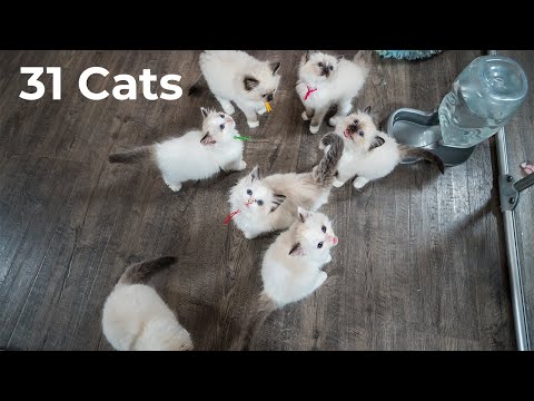 Wie ist es, mit 31 Ragdoll-Katzen zusammenzuleben? (Kitten Around Ragdolls) | Der Katzenbutler