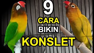 Download lagu 9 Ways to Make a Lovebird Go Crazy, Quick and Easy! mp3