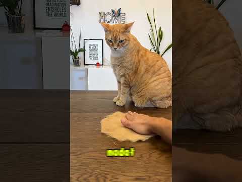 Z kociej sierści zrobił… czapkę?! 🐱😄