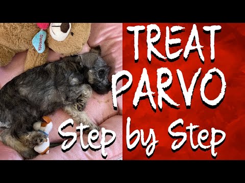 HOW TO CARE FOR YOUR PUPPY WITH PARVO AT HOME | ADMINISTERING IV FLUIDS ,NUTRICAL | ORGANIC DROPS