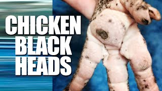 Chicken Bumblefoot!  Treatment and Prevention