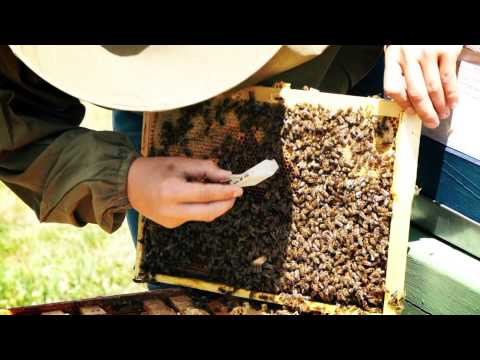 IMYB Slovakia Banská Bystrica 2015 (RUS)