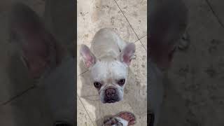 Video preview image #1 French Bulldog Puppy For Sale in Boca Raton, FL, USA