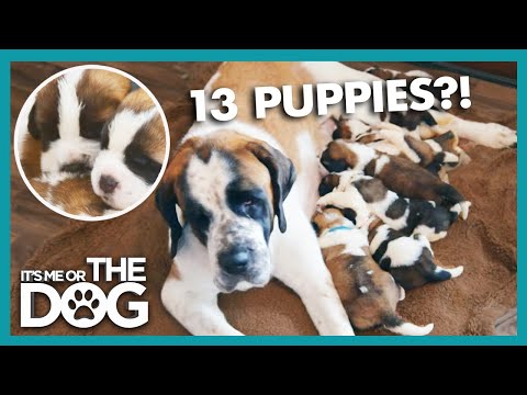 download lagu mp3 mp4 Huge Puppies, download lagu Huge Puppies gratis, unduh video klip Huge Puppies