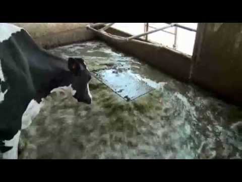 CRI-MAN Cow Slurry Automatic Flushing System