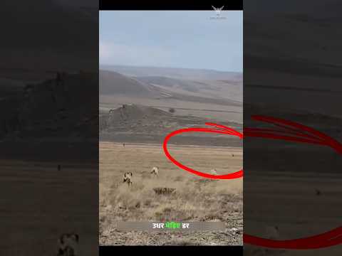 चरवाहें के कांगल कुत्तों ने जंगली भेड़ियों को सबक सिखाया। | Kangal Dogs Vs Wild Wolves | #shorts