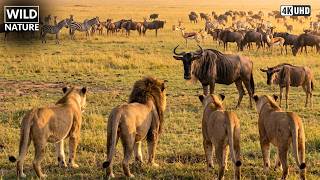MAASAI MARA - A Jornada Mais Perigosa da África | Documentário Animal