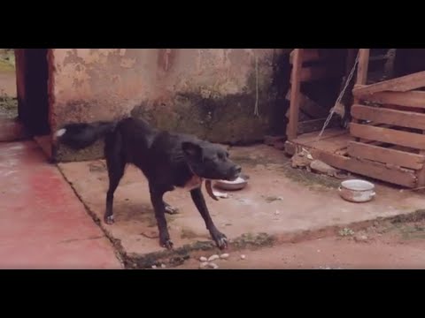 cet homme déchaine le chien sur les rigolards de mbalmayo - Les spécialistes feat AIJO MAMADOU