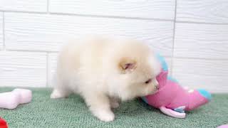 ポメラニアンの動画01