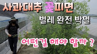벌레 퇴치법,, 사과대추는 꽃피면 3번이상 무조건 살포해야 어떤 약이 좋을까 ?