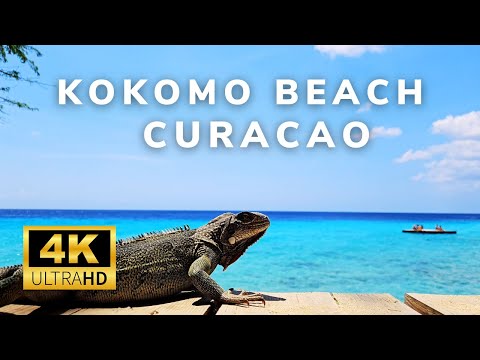 Curacao | 4K | Kokomo Beach | Beachwalk | Hungry iguana