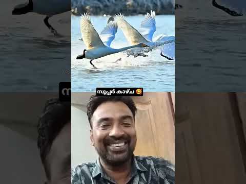 സൂപ്പർ കാഴ്ച 🥰 #shortvideo #collab #View #viralshort #short