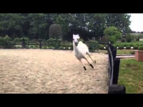 TF Lady Royal Competing at Menton 2015