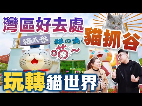 【HW大灣區生活】肇慶貓爪穀，各種大肥貓飽覽眼球！38蚊含飲料入場，愛貓聖地玩足一日！