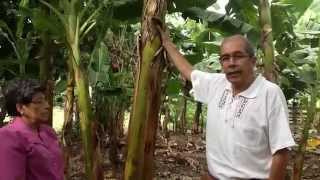 preview picture of video 'Taller de Extracción de Fibra de Plátano'