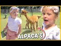 LOGEREN BiJ DE BOER ?‍? ( ALPACA FARM) ? | Bellinga Vlog #1803