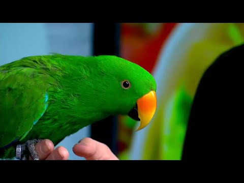 Ollie the Eclectus Parrot