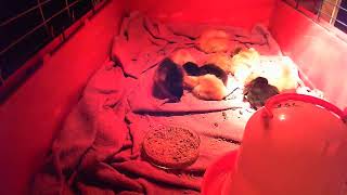 Ny strøm fra kyllingkullet 2024