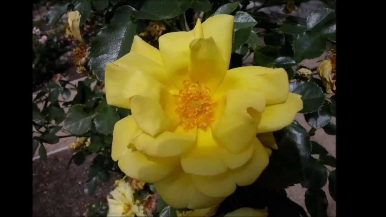 flores y frases de amistad.