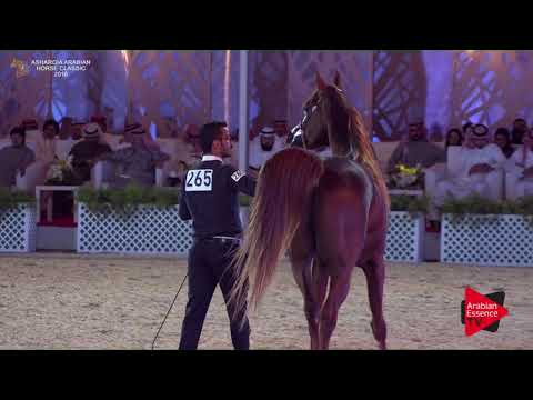 N.265 HALEEM AL ZOBAIR - Asharqia Classic 2018