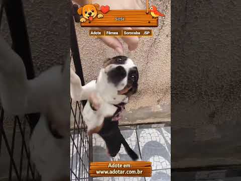 Vídeo de susi