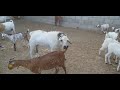 Goat Mating After Giving Birth Goat Mating Call Jugnu Tv