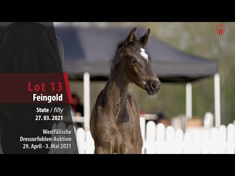 Westfälische Dressurfohlen-Auktion Lot 13 Feingold SF v. For Gold - Danciano
