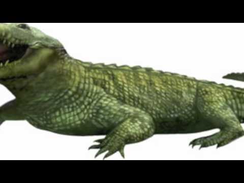Evolution Of Crocodiles