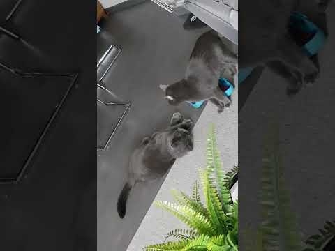 Funny cats/ Mira & Sharik/ fight/ бой кошек/ весёлые кошки