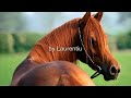 La o margine de drum 