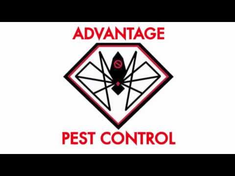 Bed Bugs in an apartment in MA | Bed Bug Exterminator