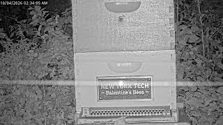 New York · New York Tech · Hank's Hives live stream