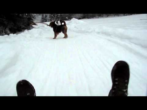 Schlittenfahrt in Dürrwies