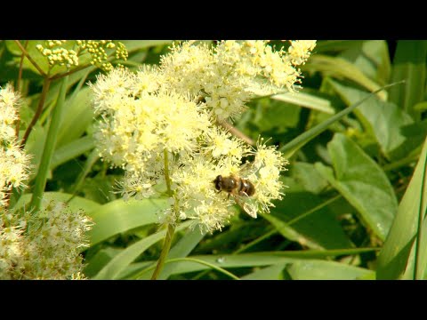 Die Heilkraft der Kräuter - oder was in den Kräuterbuschen gehört