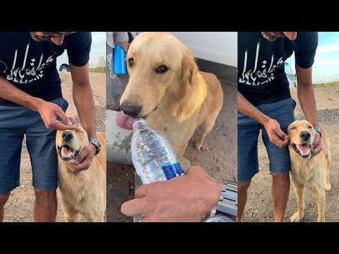 Helping abandoned dogs and cats of Sharm - beautiful Golden Retriever finds a home