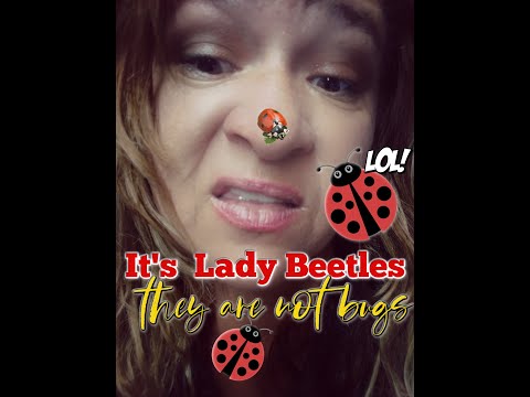 Why? I have Ladybugs in my refrigerator? | Garden HELP! | Organic Raw Roots Farm