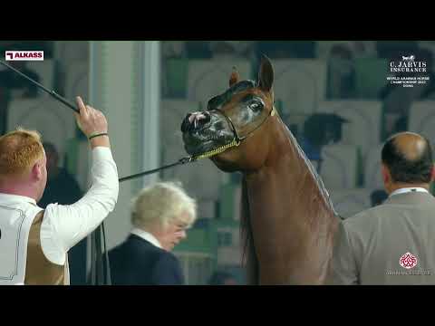 N 68 MADEEHA AL SHAQAB   World Arabian Horse Championship 2023   Doha   Senior Mares   Section B