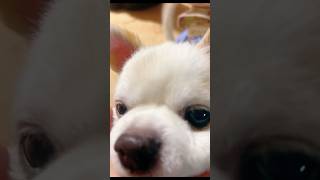 12歳のおじいちゃん🐶もう歳のせいもあって耳聞こえないけど芸頑張ってくれます🫶#愛犬 #家族 #チワマル #shorts