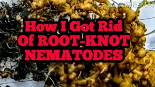 How I Got Rid Of Root-Knot NEMATODES