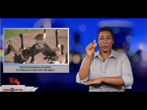 Denver rounding up geese to turn into food for the needy (ASL - 7.3.19)