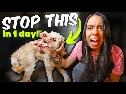 PUPPY BITING STOPPED in ONE day! 🙌 Aggressive puppy biting tips that actually work