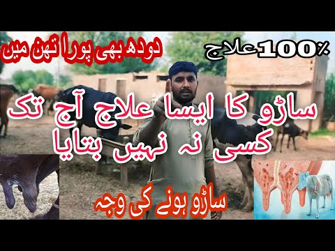 Janwaro ma Saro ke bimari ka ilaj| Mastitis | Hawana ma saro ka Desi ilaj 2024