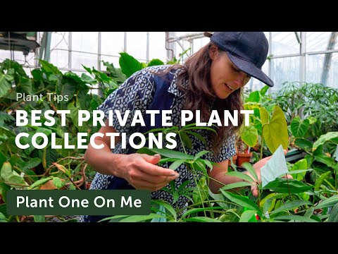 Best PRIVATE PLANT COLLECTIONS at Botanic Gardens — Ep. 277