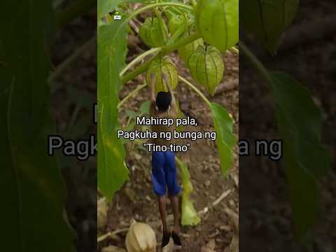 Tino-tino #capegooseberry #tinotino #wildfruit #buhayprobinsya #shorts
