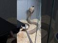 Feeding COBRAS! #shorts