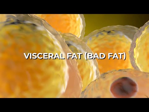 The Importance of Visceral Fat & How DEXA Scans Reveal Hidden Health Risks