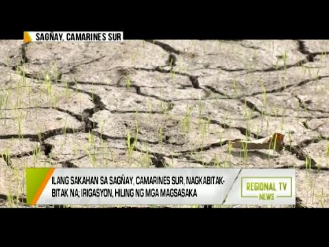 Regional TV News: Ilang Sakahan sa Sagñay, Camarines Sur, Nagkabitak-bitak na