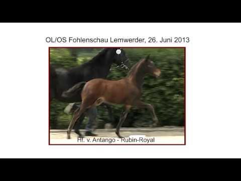 Hf Antango x Rubin Royal