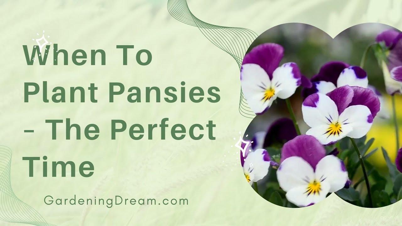 Do pansies die in summer? Life Set Go